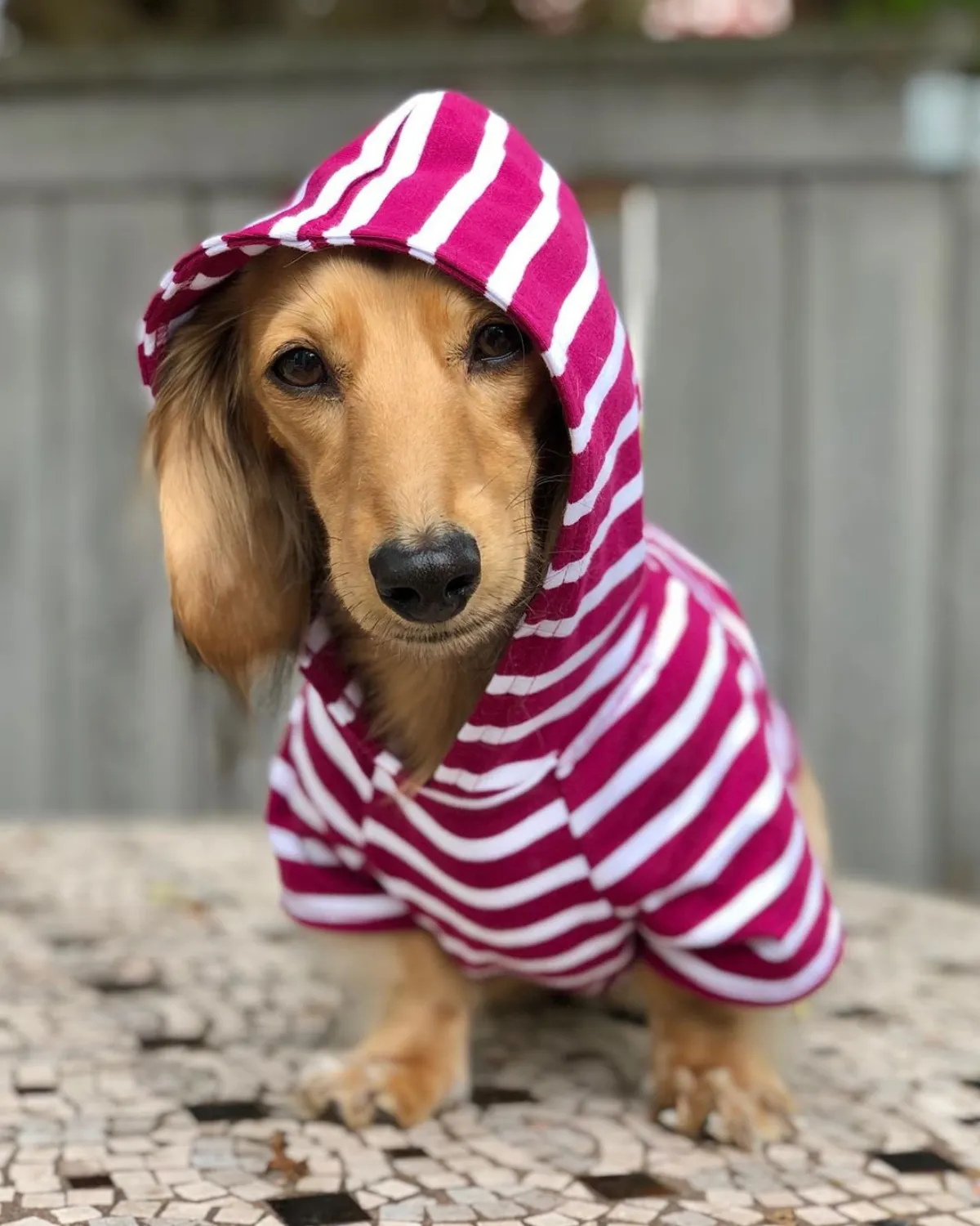 Dog Hoodie - Boysenberry