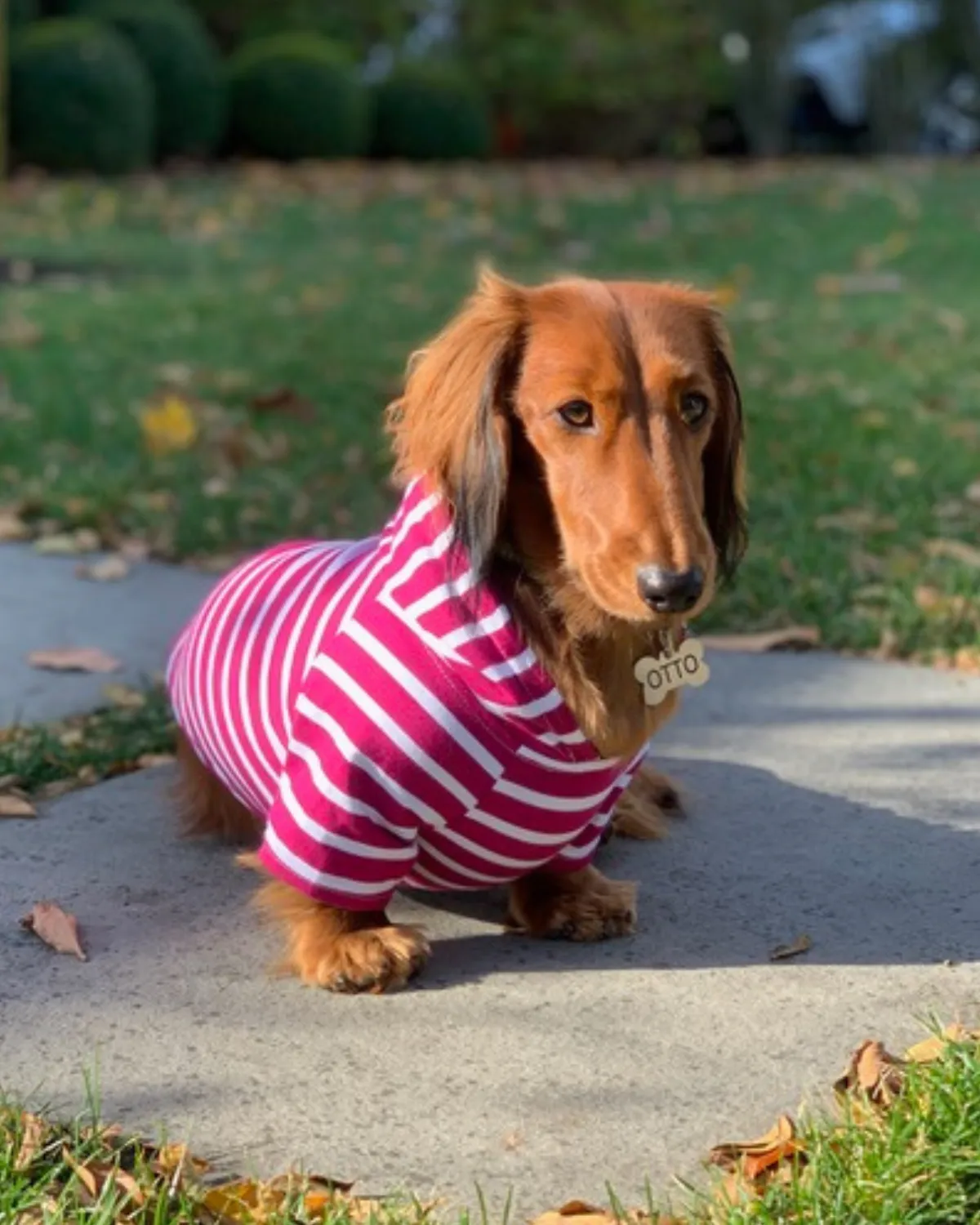 Dog Hoodie - Boysenberry