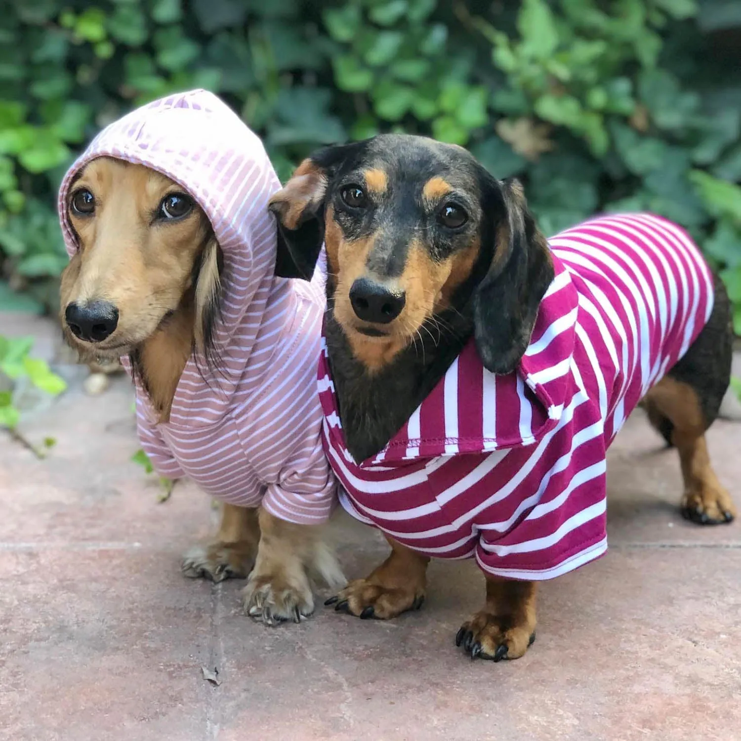 Dog Hoodie - Boysenberry