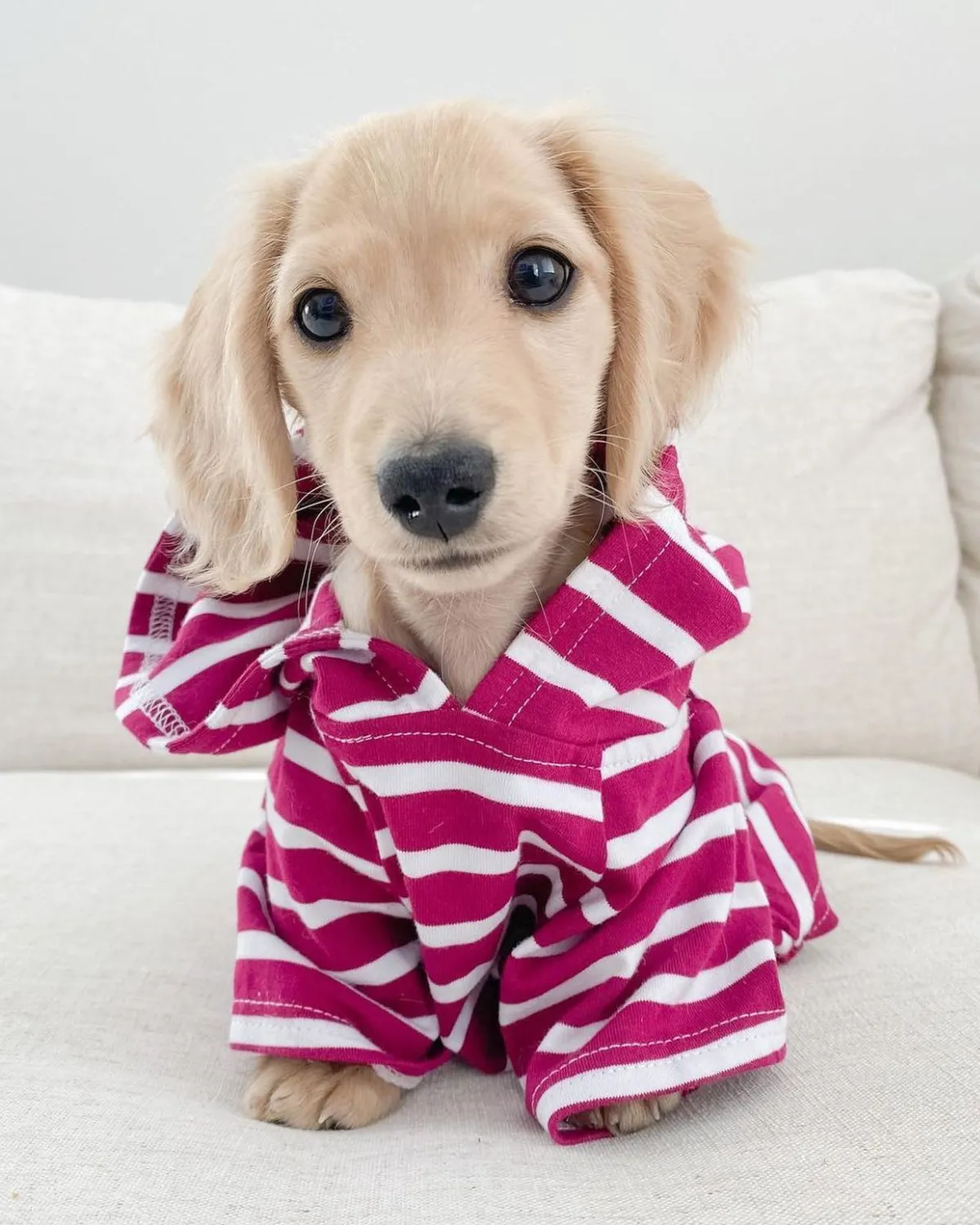 Dog Hoodie - Boysenberry