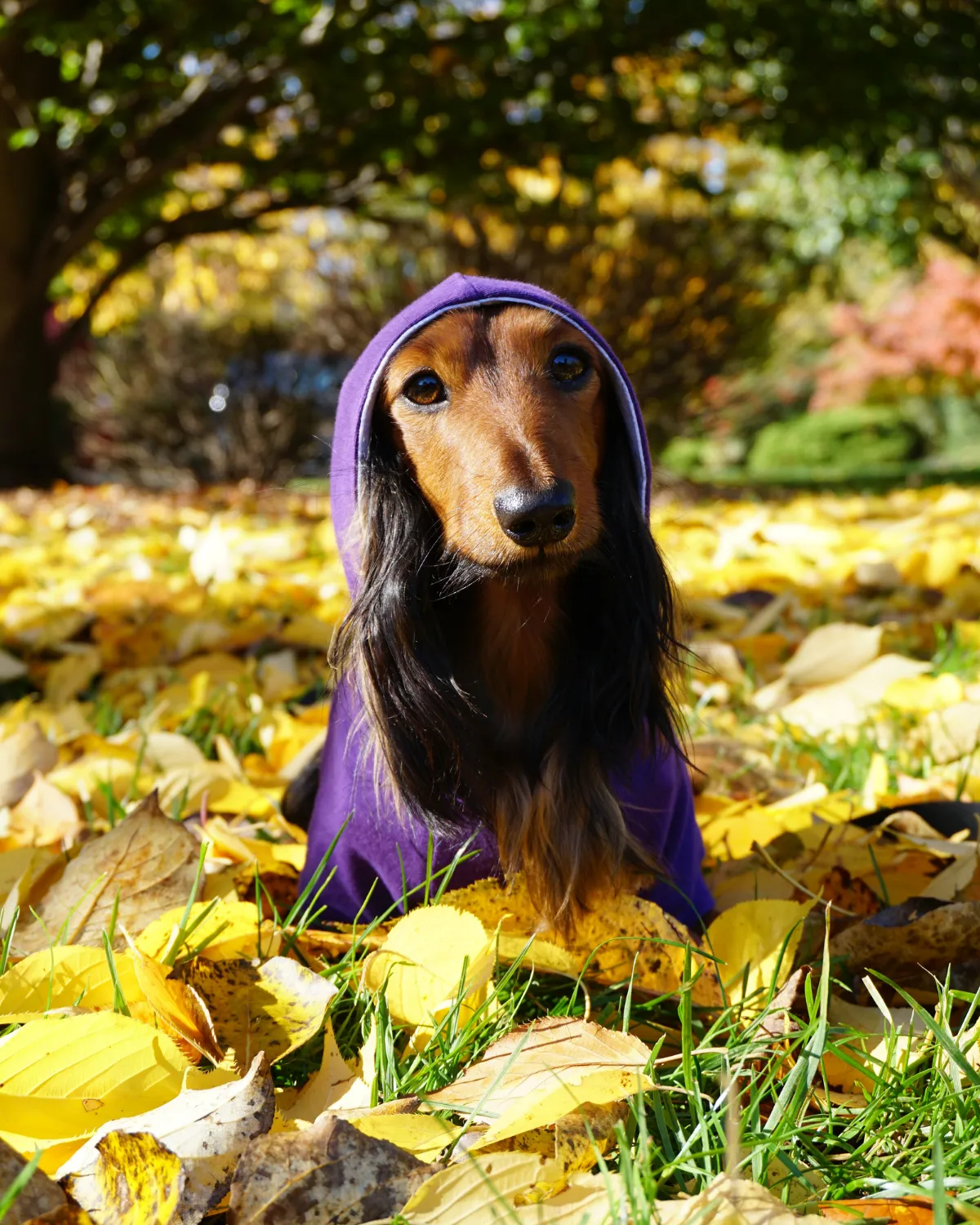 Dog Hoodie - Royal Purple