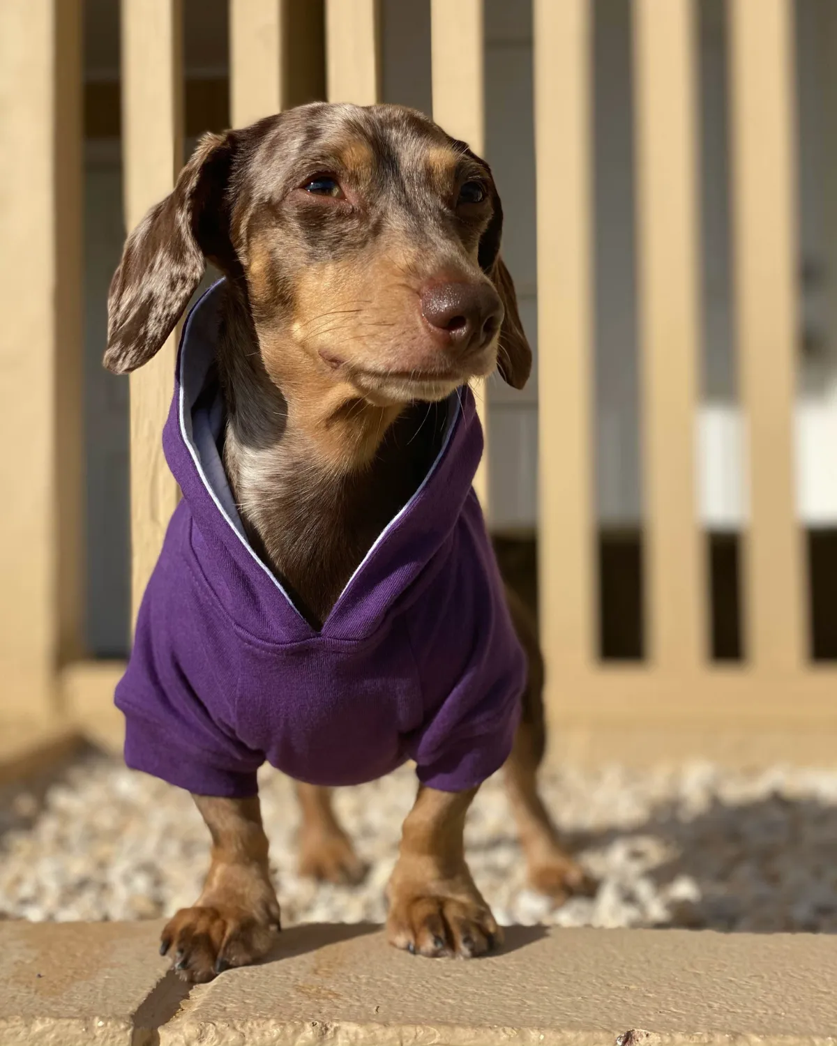 Dog Hoodie - Royal Purple